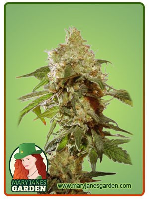Auto CBDV Indica Strain Marijuana Seeds