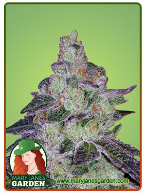 Tropic Thunder Strain Feminized Marijuana Seeds