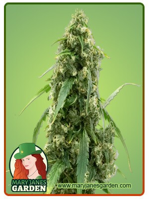 G13 Strain Autoflowering Feminized Marijuana Seeds