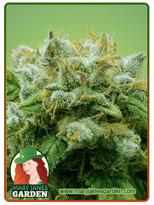 Frosted Zin Strain Autoflowering Feminized Marijuana Seeds