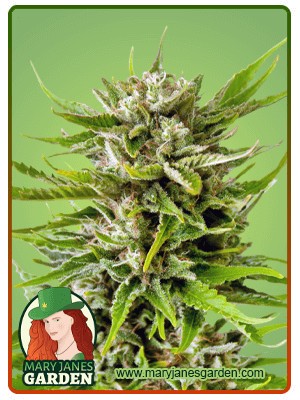Sweet Tooth Strain Autoflowering Feminized Marijuana Seeds