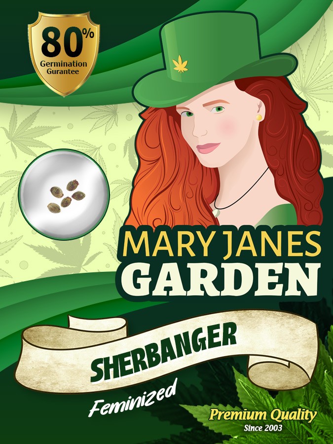 Sherbanger Strain Feminized Marijuana Seeds