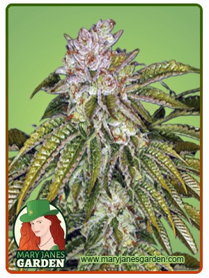 MK Ultra Strain Feminized Marijuana Seeds