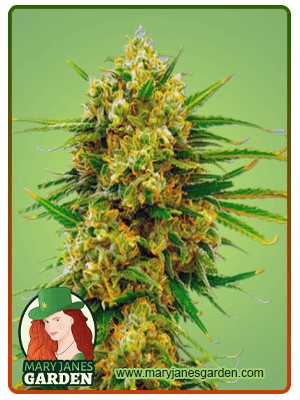Lemon Tree Strain Feminized Marijuana Seeds