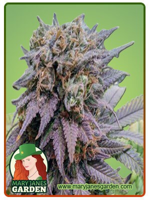 Dragon Fruit Strain Feminized Marijuana Seeds