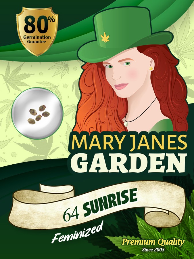 64 Sunrise Strain Feminized Marijuana Seeds