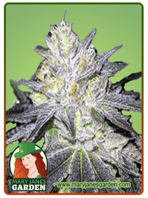 Wedding Cake Strain Feminized Marijuana Seeds