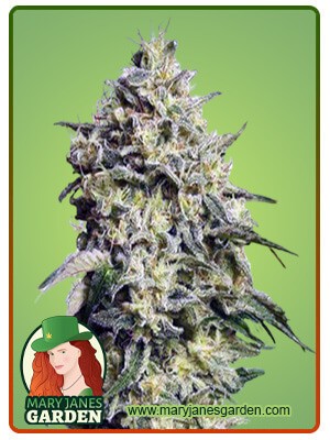 Amnesia Autoflowering Marijuana Seeds