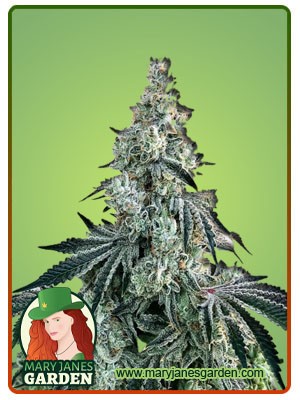 Bonkers Strain Feminized Marijuana Seeds