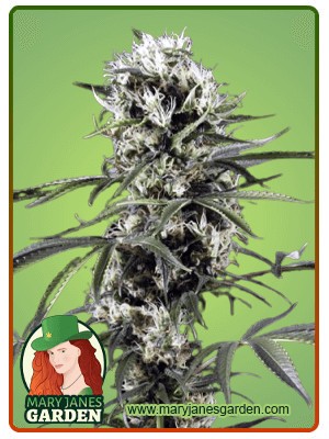Super Lemon Haze Feminized Marijuana Seeds