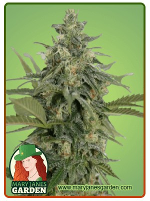 Original Lemon Pie Strain Feminized Marijuana Seeds