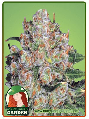 Northern Critical Strain Feminized Marijuana Seeds