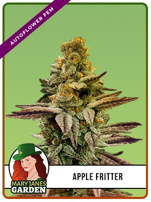 Apple Fritter Strain Autoflowering Feminized Marijuana Seeds