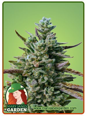 Guava Kush Autoflowering Feminized Marijuana Seeds