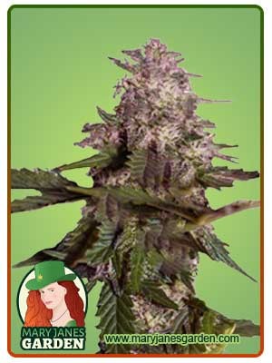 Himalaya Gold Strain Feminized Marijuana Seeds