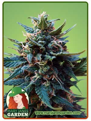 American Pie Strain Feminized Marijuana Seeds