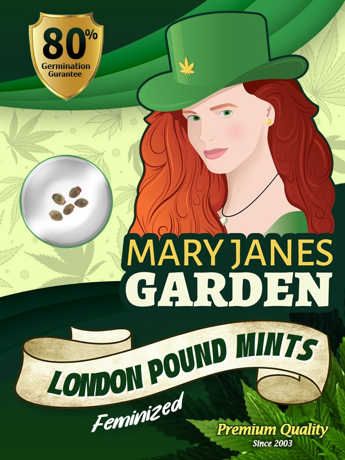London Pound Mints Strain Feminized Marijuana Seeds