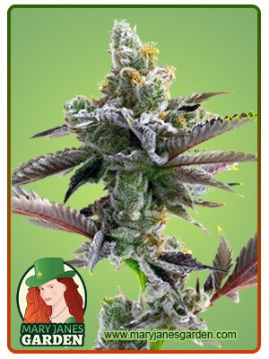 Cherry Pie Strain Feminized Marijuana Seeds