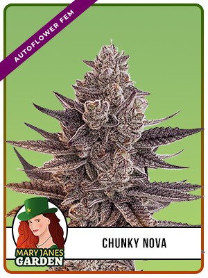 Chunky Nova Strain Autoflowering Feminized Marijuana Seeds