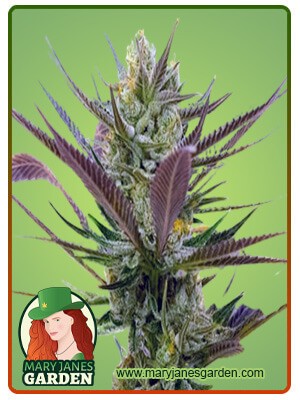 Banana Punch Strain Feminized Marijuana Seeds