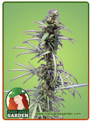 Neville’s Haze Feminized Marijuana Seeds