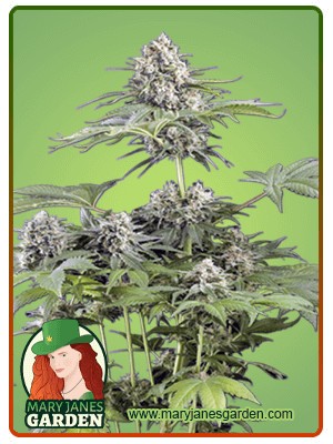 Moby Dick Strain Feminized Marijuana Seeds
