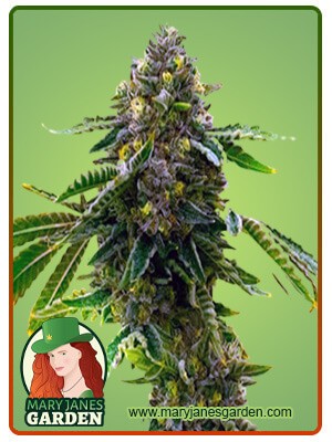Alien Technology Strain Feminized Cannabis Seeds
