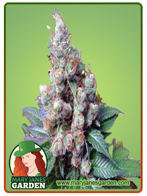 NY Diesel Strain Feminized Marijuana Seeds