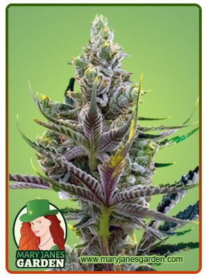 Black Widow Strain Feminized Marijuana Seeds