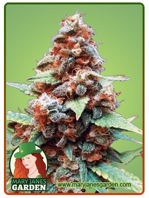 Gorilla G Lemon Strain Feminized Marijuana Seeds