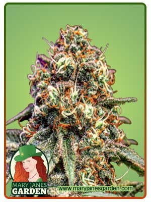 Cotton Candy Strain Feminized Marijuana Seeds