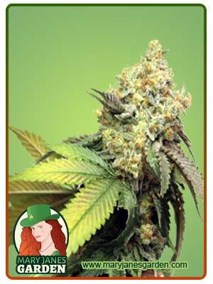 Pure Kush Feminized Marijuana Seeds