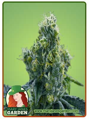 Ice Cream Cake Strain Feminized Marijuana Seeds