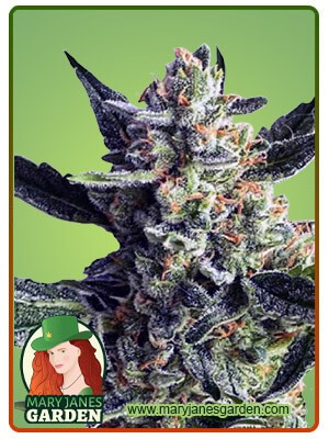 Wedding Crasher Strain Feminized Marijuana Seeds