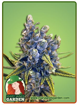Blood Orange Kush Feminized Marijuana Seeds