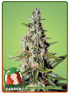 Tahoe Kush Feminized Marijuana Seeds