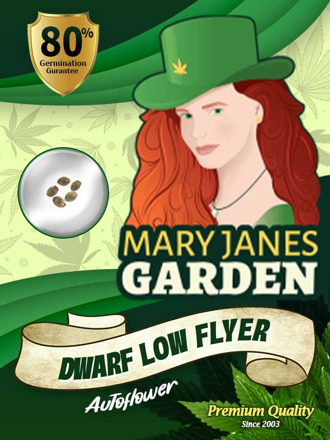 Dwarf Low Flyer Strain Autoflowering Feminized Marijuana Seeds