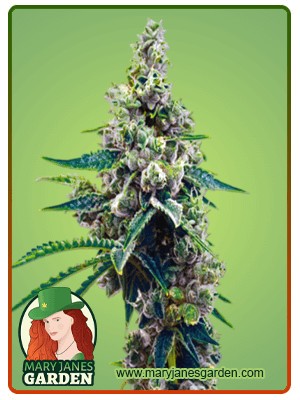 Grapefruit Strain Autoflowering Feminized Marijuana Seeds