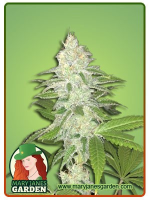 Lemon Sherbet Strain Feminized Marijuana Seeds