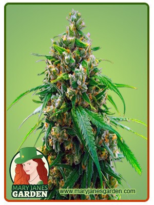Diesel Strain Autoflowering Feminized Marijuana Seeds