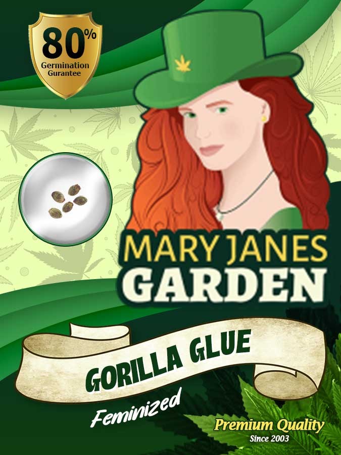 Gorilla Glue (GG4) Strain Feminized Marijuana Seeds
