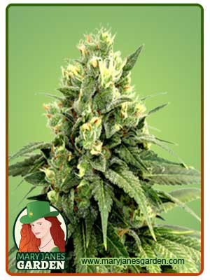 Kosher Cookies Strain Feminized Marijuana Seeds
