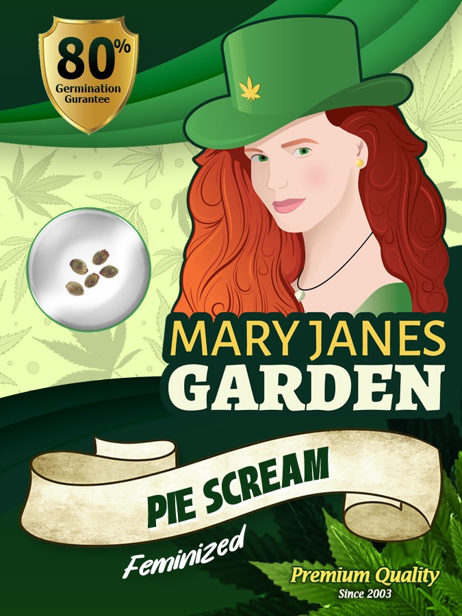 Pie Scream Strain Feminized Marijuana Seeds