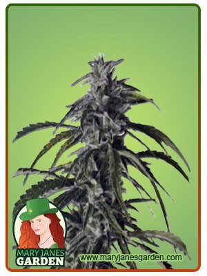 Hippie Crippler Strain Autoflowering Feminized Marijuana Seeds