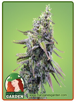 Badazz Rolex Strain Feminized Marijuana Seeds