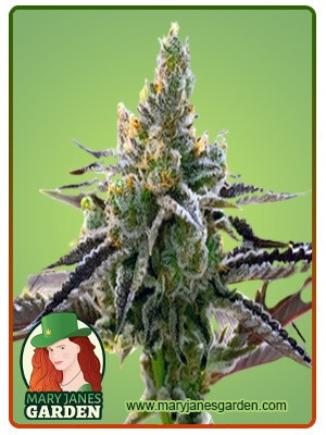 24k Gold Strain Feminized Marijuana Seeds