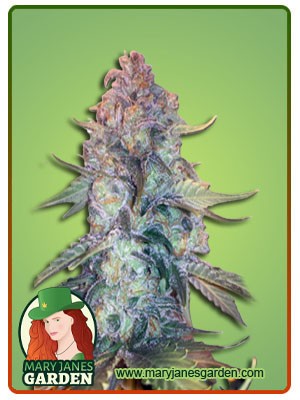 Creamsicle Strain Feminized Marijuana Seeds
