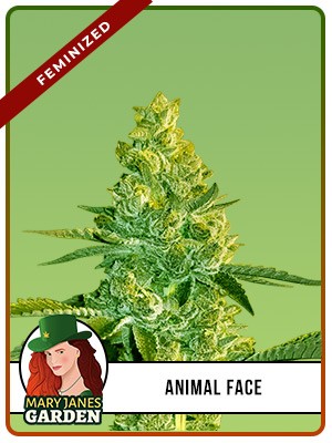 Animal Face Strain Feminized Marijuana Seeds