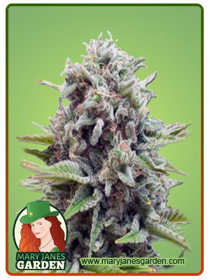 Sugar Glue Strain Feminized Marijuana Seeds