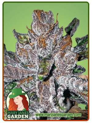 Tropicana Cookies Purple Strain Feminized Marijuana Seeds